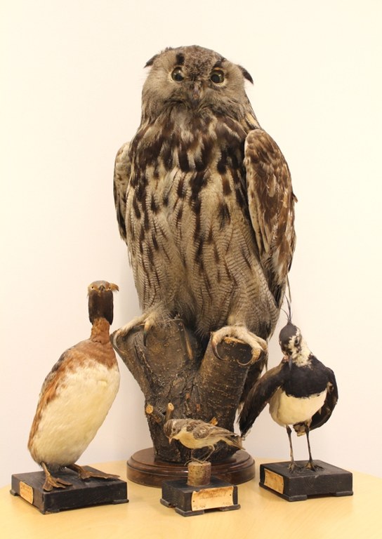 Utstoppede fugler fra til 1900-tall. Uglen står idag på rektors kontor. 