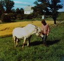 41. Stend 1975. Hesten var stort sett ute av landbruket i 1975. På Stend hadde dei dette året berre ein hest. Ei_2.jpg